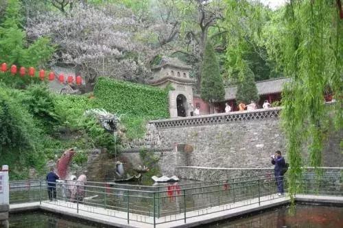 大连周边最佳赏槐地美的让人窒息