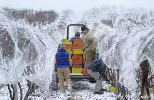 为什么冰酒贵,真正的冰酒是什么样子