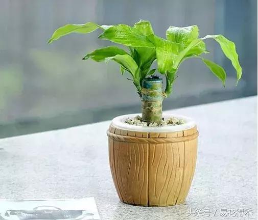 巴西木龙血树的辨识区别和鉴赏,巴西木龙血树能长多大