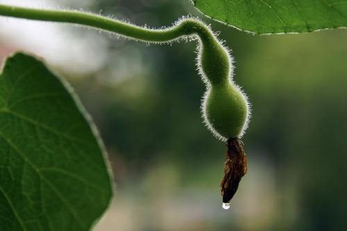 阳台上如何盆栽小葫芦,阳台怎么种植小葫芦