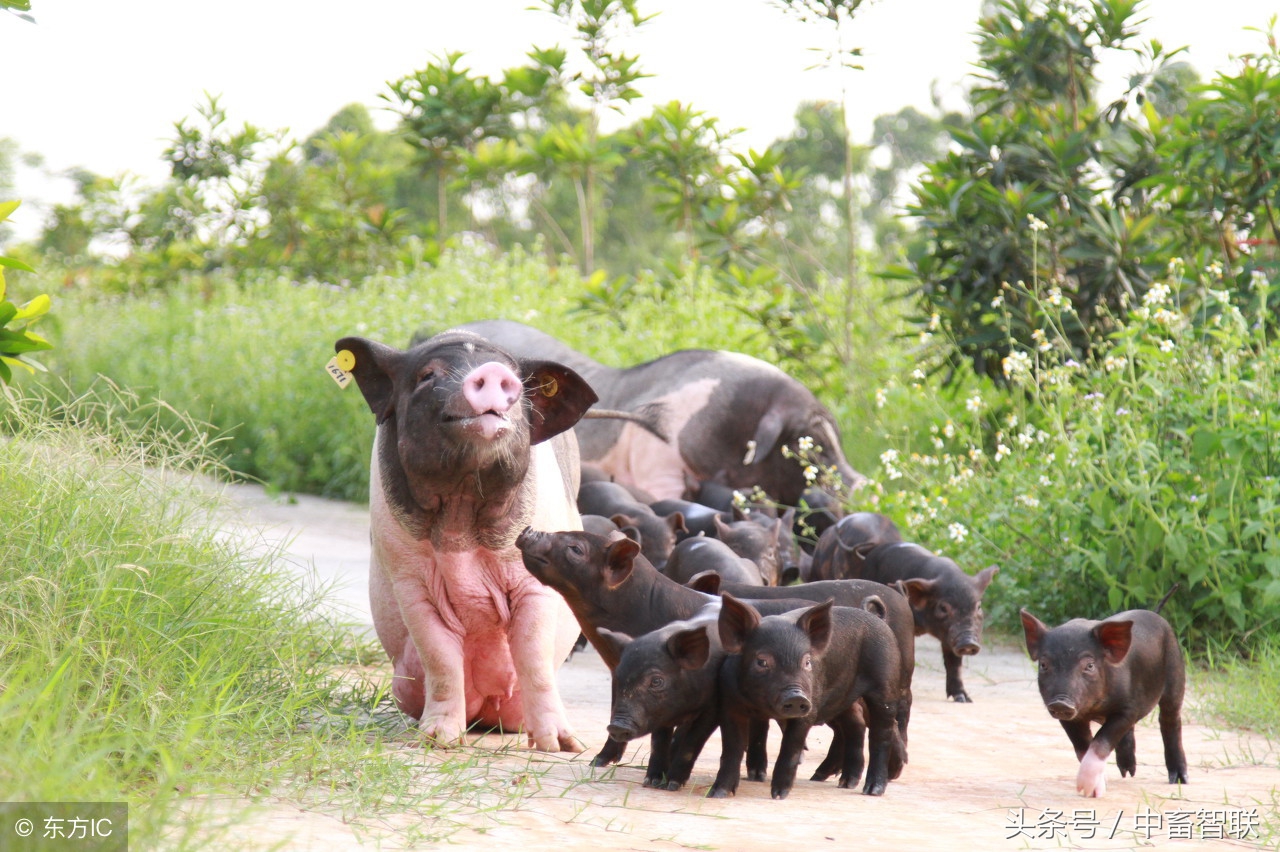 如何饲养好公猪提高精子活力,高温天气如何让猪安然度过