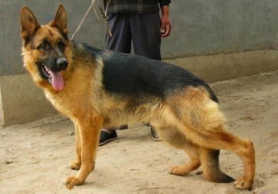 德牧和狼青犬有什么区别？为什么狼青犬的名气比不上德牧？