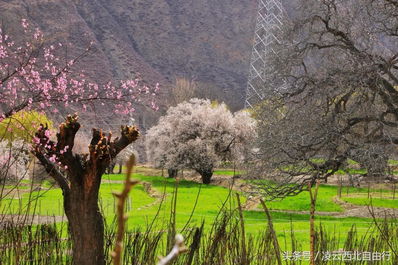行，为寻三生三世桃花，却爱上了*藏西**的那抹蓝