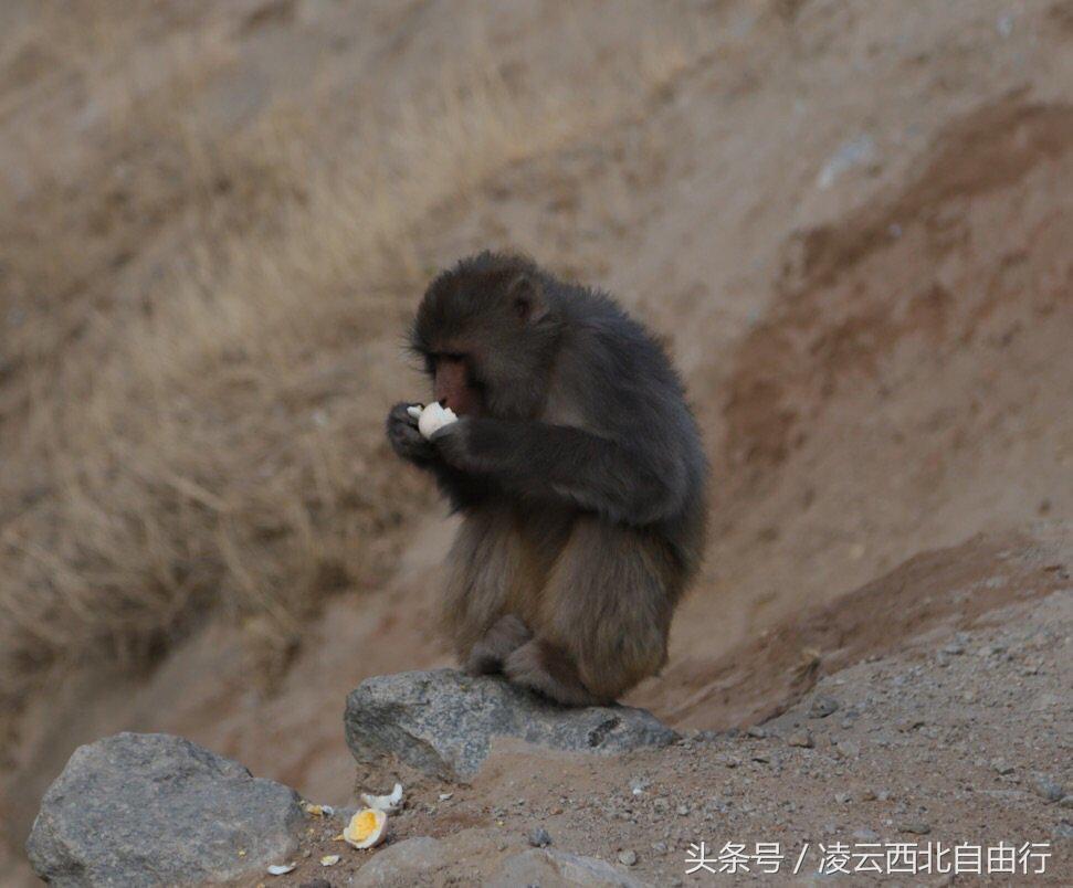 行，为寻三生三世桃花，却爱上了*藏西**的那抹蓝