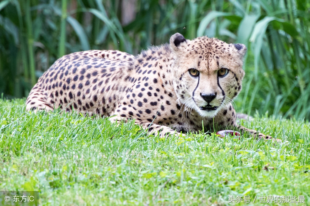 猫科前十排名,猫科最大体型排行