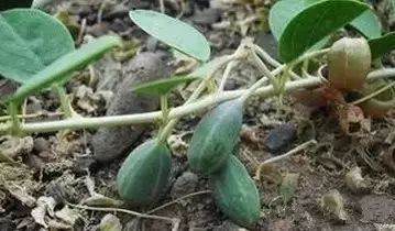 骆驼在沙漠里吃东西的视频,沙漠带刺植物骆驼吃有营养吗