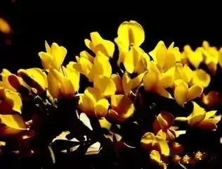 骆驼独有的营养,骆驼在沙漠吃食物视频