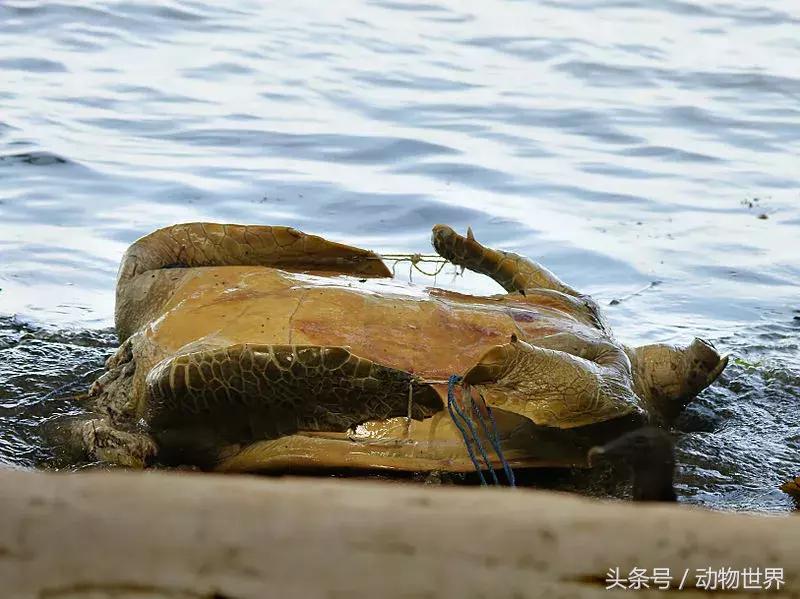 世界海龟日古老的爬行动物,世界海龟日它们奔赴星辰大海