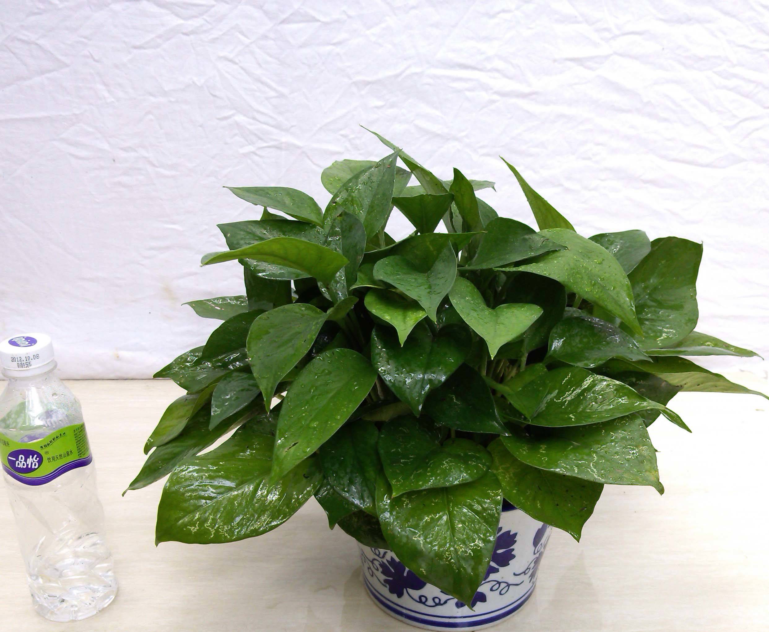 绿萝叶子一半枯萎了怎么处理,绿萝黑叶子怎么处理