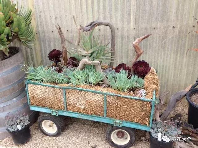 老外私家花园景观,国外多肉花园