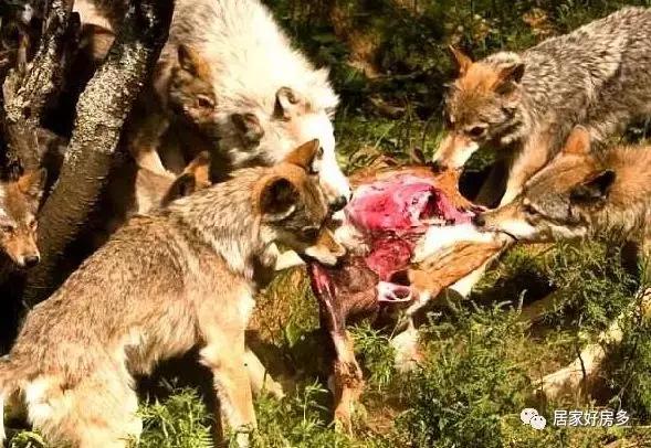 长春北湖新地王,北湖地王