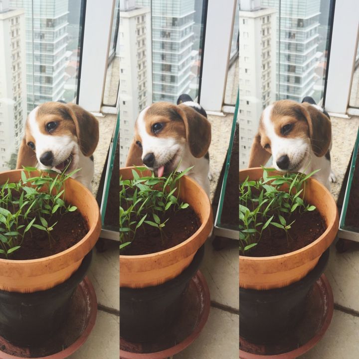 养比格犬注意事项和禁忌,养一只比格