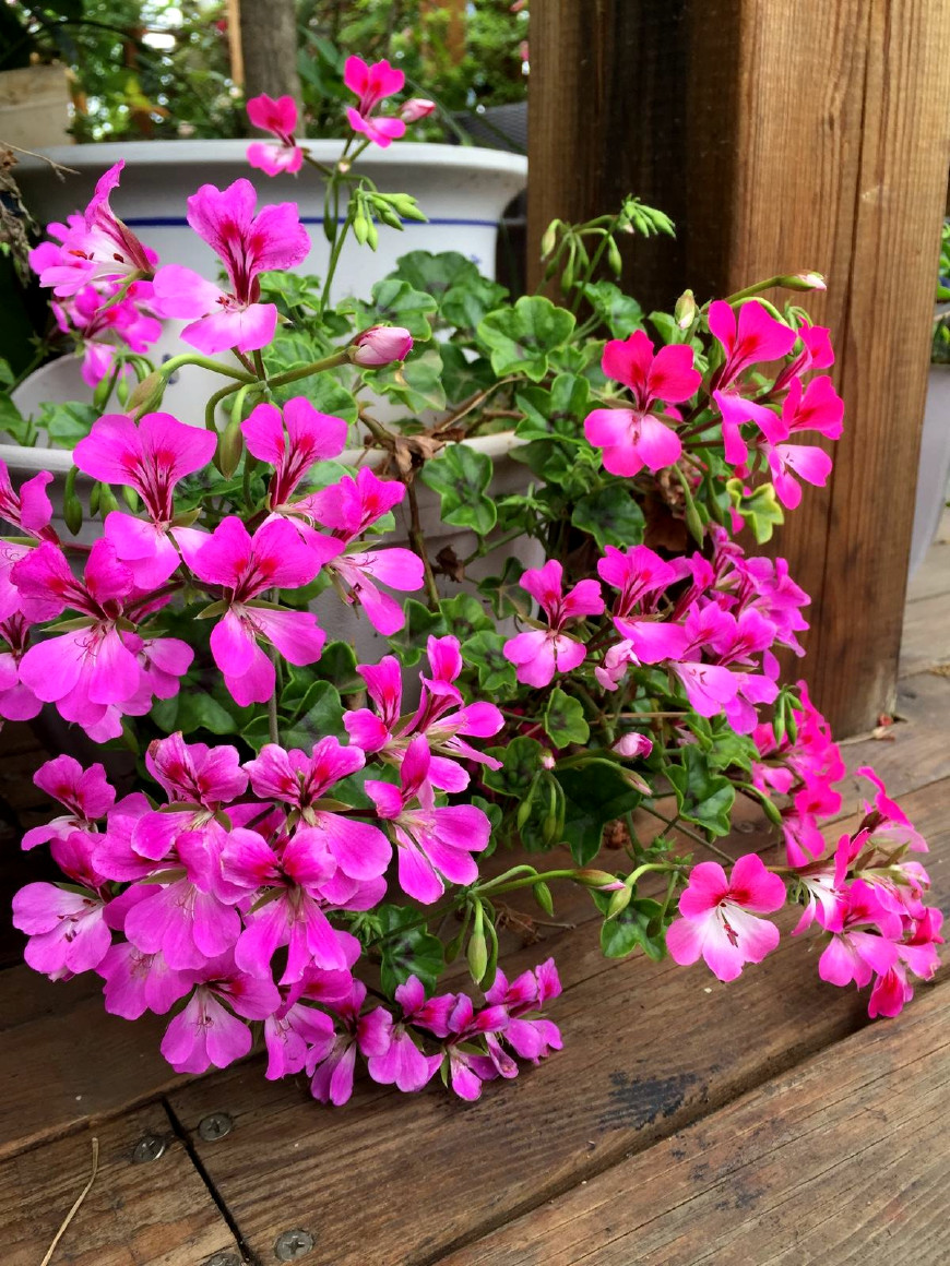 繁殖花卉不用愁，这6种花修剪下来的枝条就可以，一次繁殖多盆！