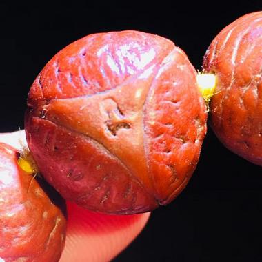 凤眼菩提手串评价分析,凤眼菩提三个点