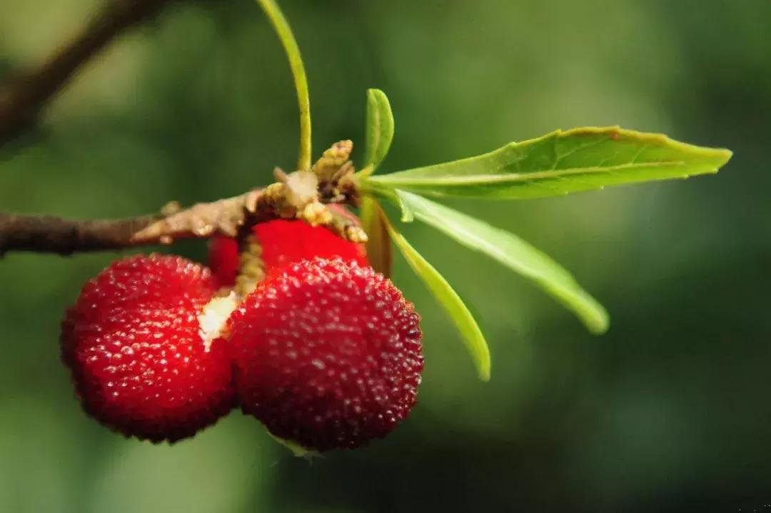 又到一年杨梅季完整视频,又到一年杨梅季