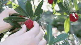 又到一年杨梅季完整视频,又到一年杨梅季