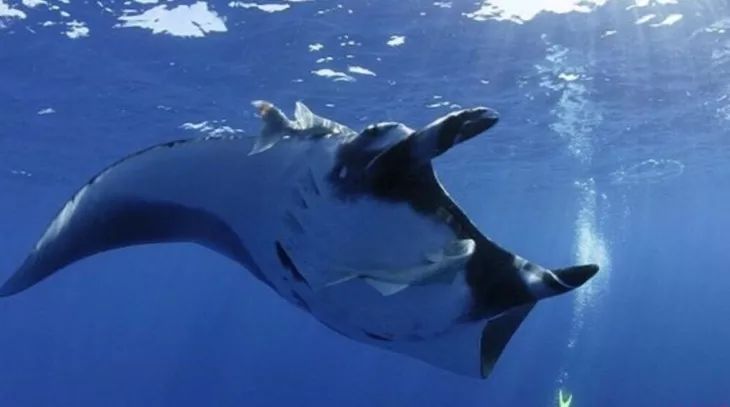 马尔代夫柏悦浮潜,马尔代夫柏悦星空