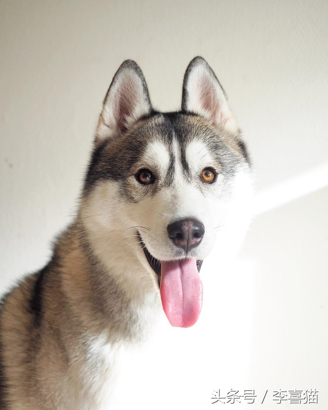 二哈界的一股清流，长相这么眉清目秀还是我熟悉的那个哈士奇吗