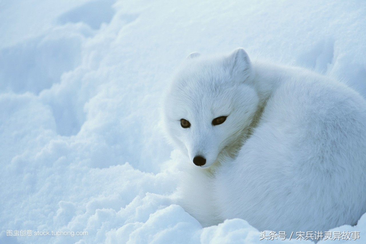 狐狸渡劫的真实故事,狐狸渡劫的民间故事