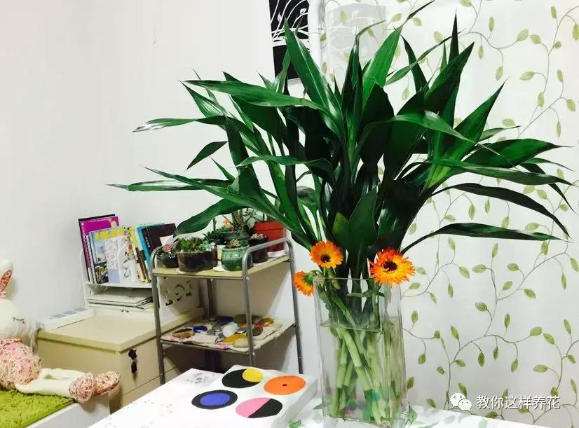 富贵竹节节高黄叶怎么办,节节高富贵竹枯萎黄叶