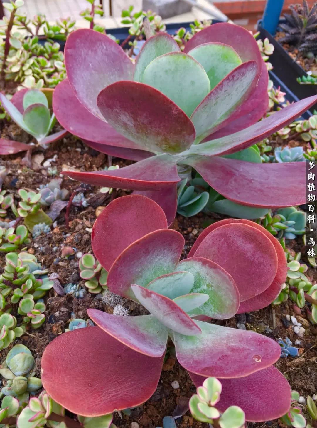 90张多肉图片——纪念入坑两周年！