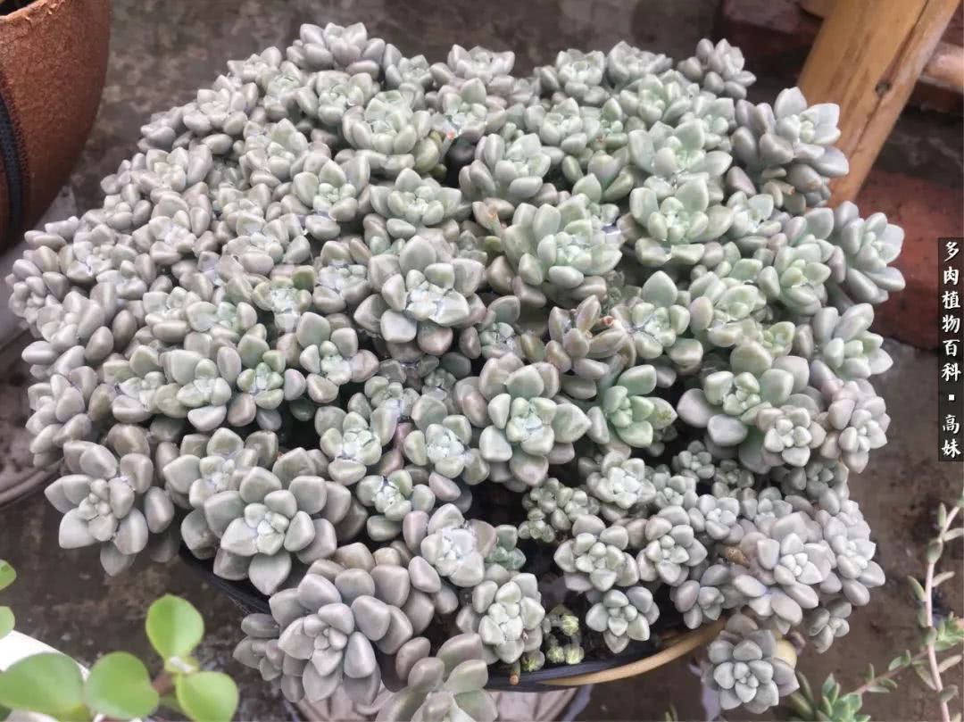 90张多肉图片——纪念入坑两周年！
