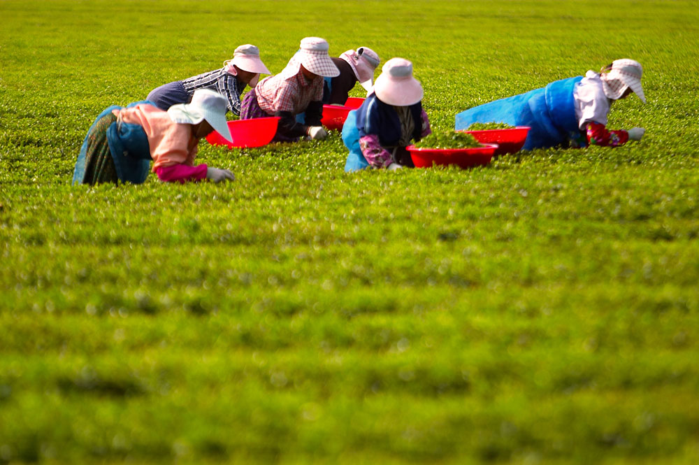 土地流转助推产业振兴,土地经纪人的潜力