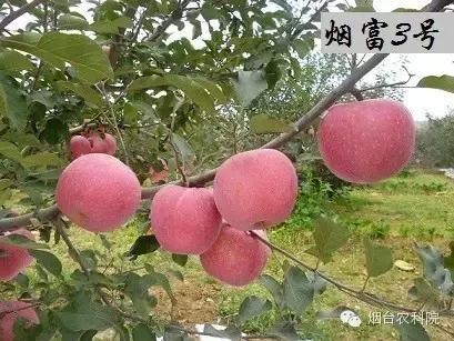 红富士葡萄品种介绍,红富士品种大全图片