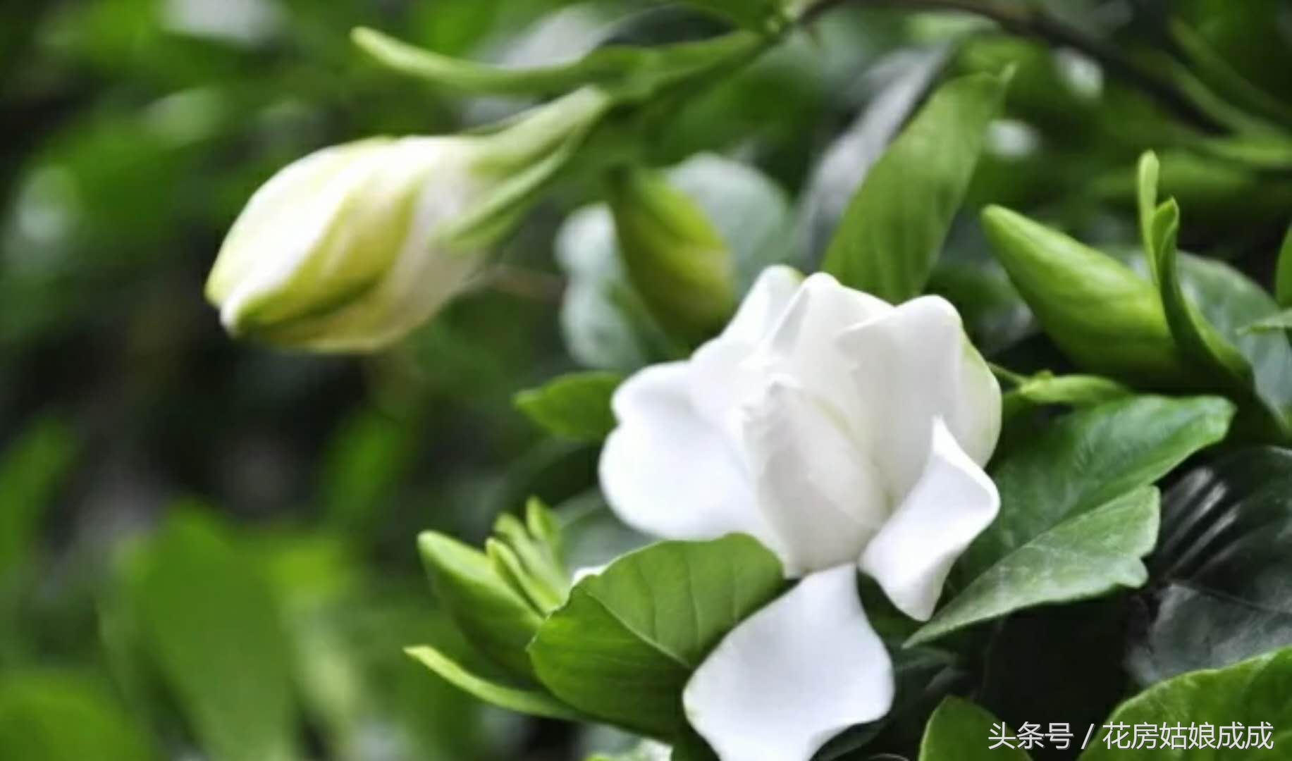 栀子花花谢以后怎么修剪,栀子花花谢后什么时候再开花