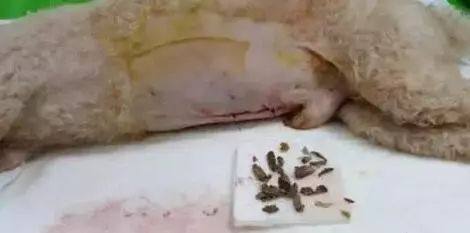 每年有3000只狗狗误食木糖醇致死，这些东西真的不能给它吃！