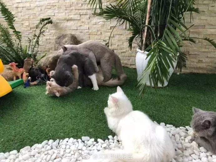 男子门口入室抢劫监控拍下全过程,小伙入室抢劫却遇到更可怕的东西