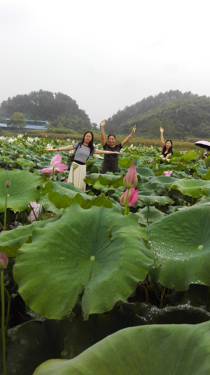 广西全州农庄排名,广西全州县绕村绿岛生态农庄
