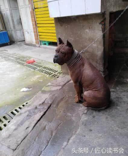 川东邻水猎犬基地,川东猎犬是中华田园犬吗