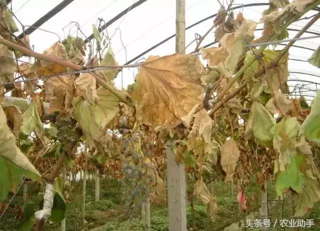 葡萄黄化枯叶怎么回事,葡萄叶尖枯叶是怎么回事