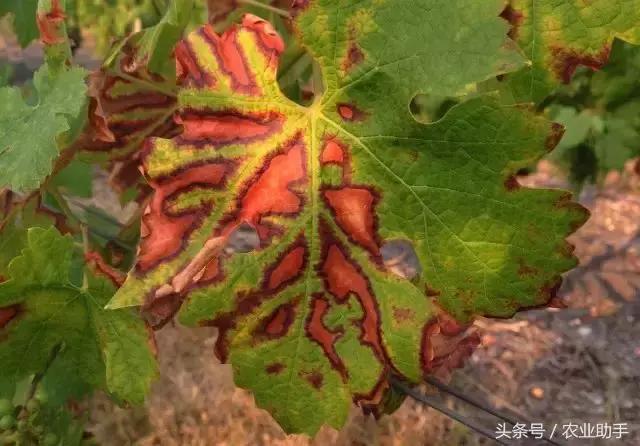 葡萄黄化枯叶怎么回事,葡萄叶尖枯叶是怎么回事