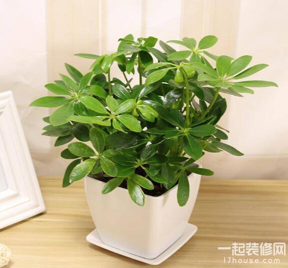 室内温度10度左右适合养什么绿植,夏天室内可降温的绿植物