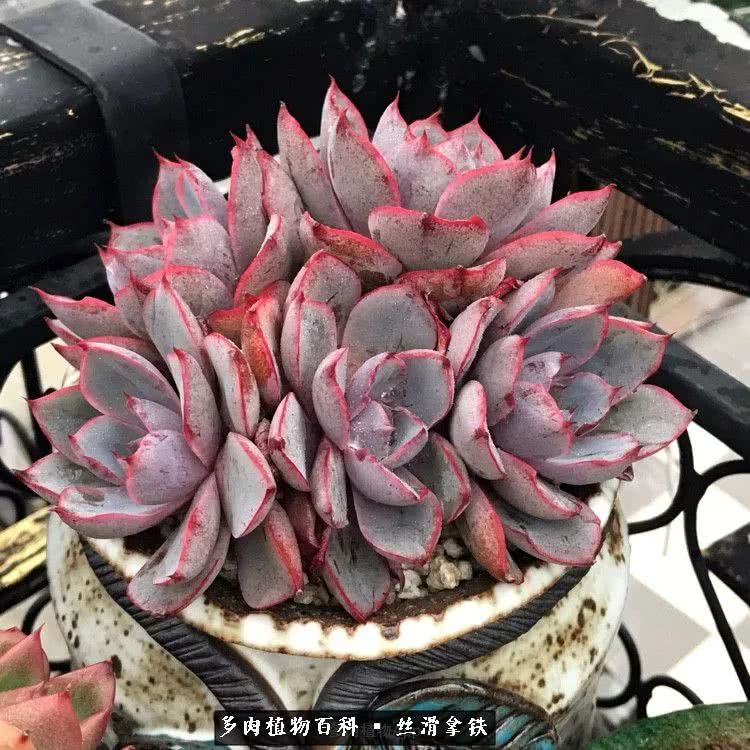 总结一下养多肉的夏天,好养活的多肉冬天和夏天