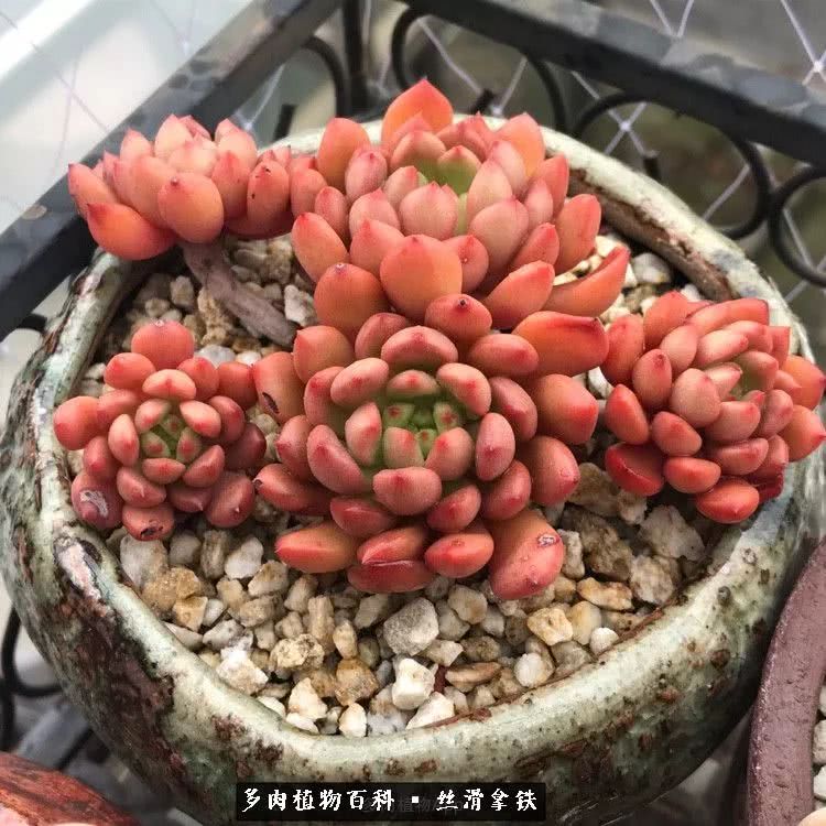 总结一下养多肉的夏天,好养活的多肉冬天和夏天