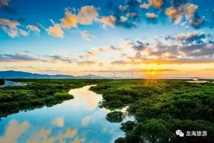 厦门红树林保护区,龙池红树林公园