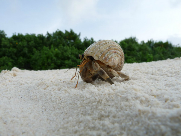 马尔代夫月桂岛攻略,7月份去马尔代夫