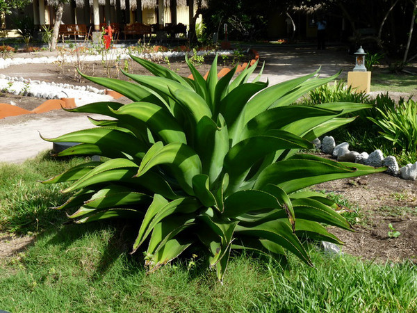 马尔代夫月桂岛攻略,7月份去马尔代夫