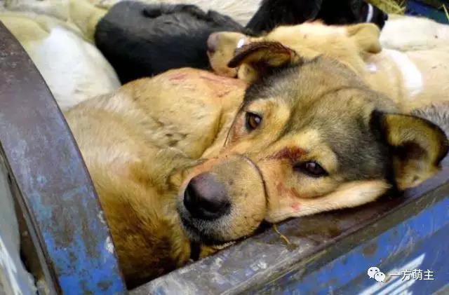 从“流浪”到“餐桌”鬼知道它们都经历了什么?