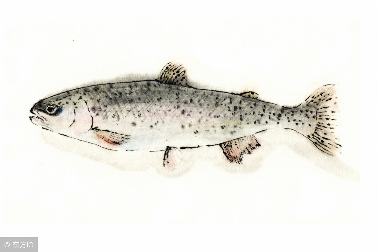 30块钱怎么吃三文鱼,真正的挪威三文鱼多少钱