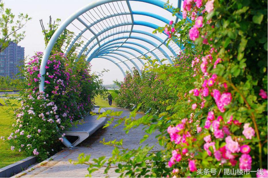 鏄嗗北鏈潵鍙戝睍鍓嶆櫙,鏄嗗北鏈潵鍙戝睍娼滃姏