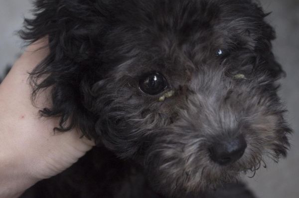 有这几种征兆就证明狗是有主人的,狗突然出现什么征兆