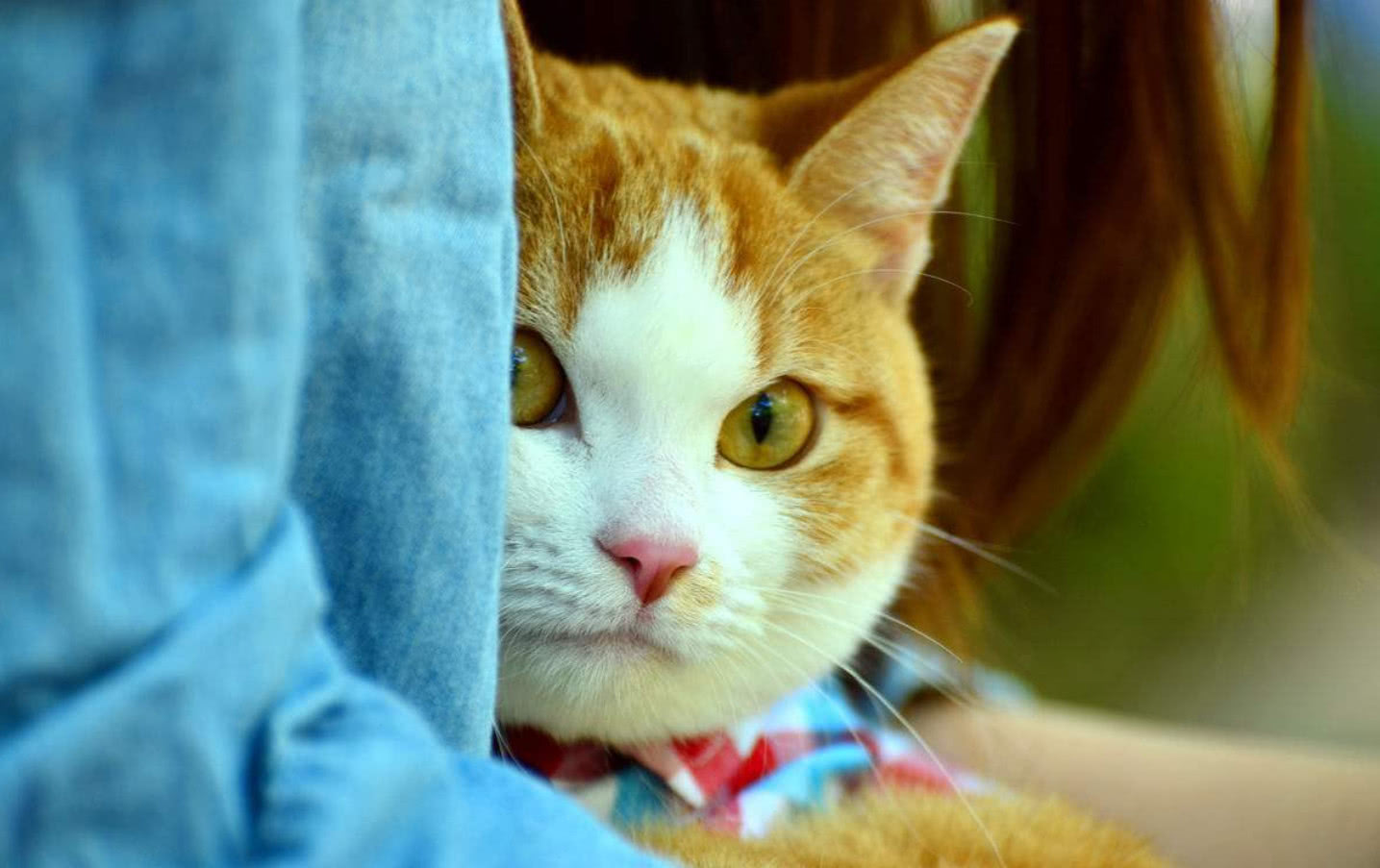 在喵星人眼里人类是怎么捕食的,在猫眼中主人是什么