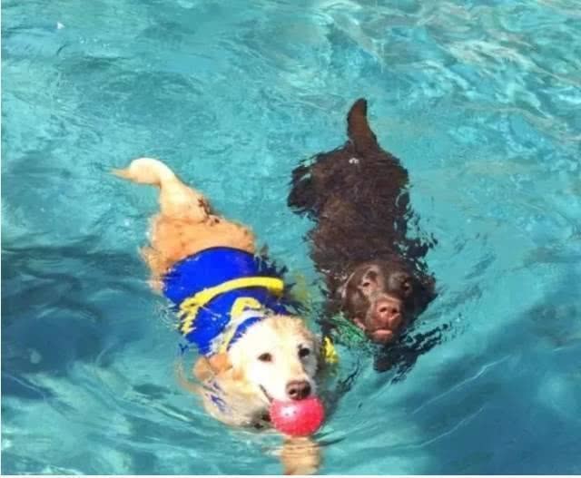 金毛被遗弃垃圾桶旁5天,金毛因身上腐烂被主人遗弃