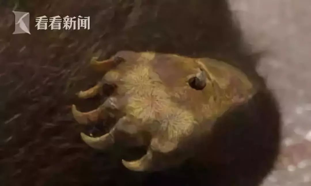 代购背后的骗局,代购十大骗局揭秘图