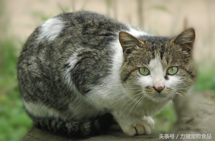 颜值爆表的8种中华田园猫,中华田园猫真的不比外国土猫好吗