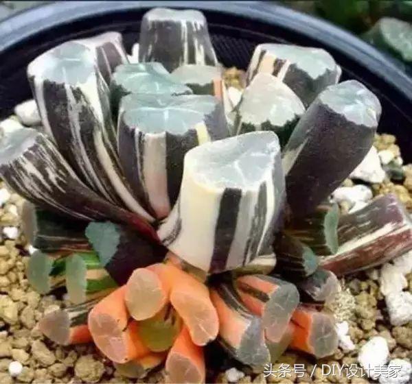 看看这些售价万元的多肉你认识几个